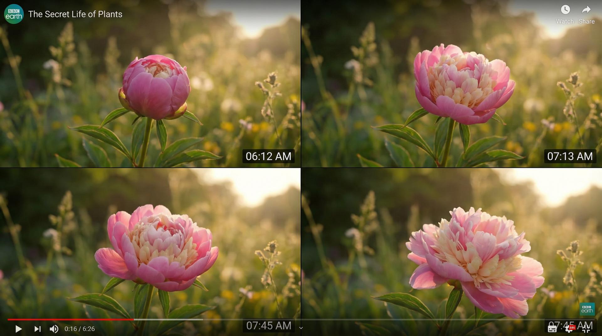 蘑菇视频植物视频